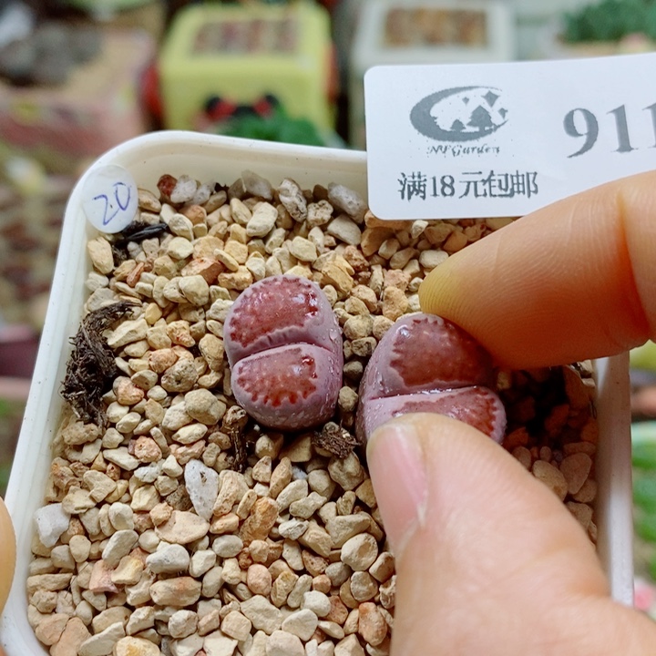 生石花花花花花花花911