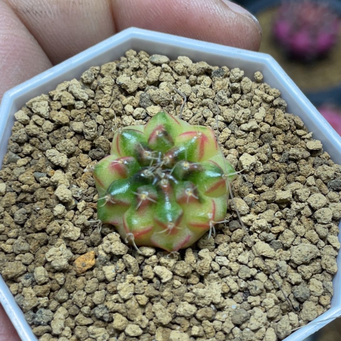 当前无花朵，栽培后可花朵黄绿红V背