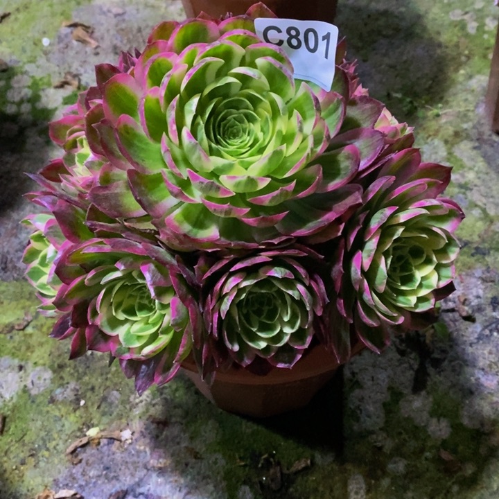 海王多肉植物801
