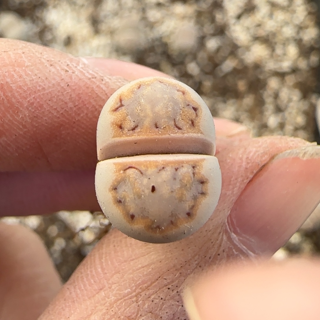 12.9爱萌多肉c217母本福利8152