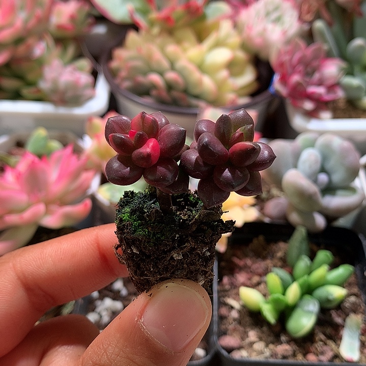 黑美人锦锦锦双头