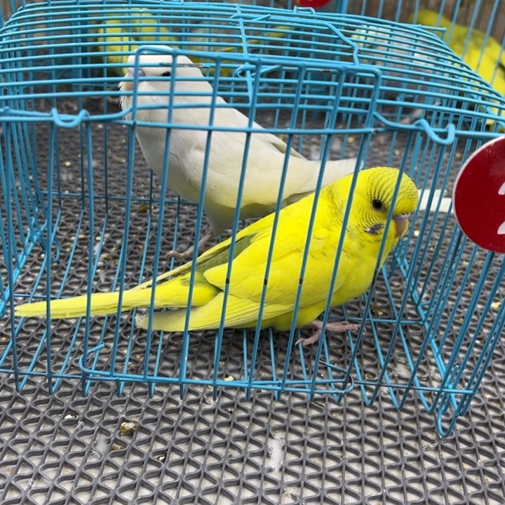 鹿***寻虎皮鹦鹉虎皮大头鹦鹉