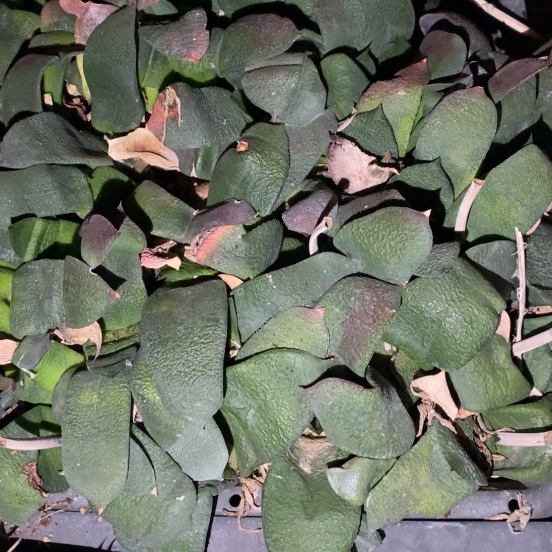 2737 一颗超大军配卧牛 铭品 元旦福利