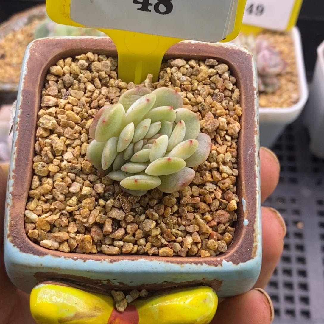 348红恋缀多肉植物