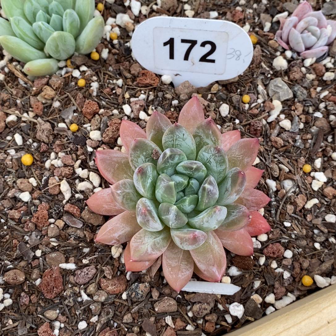 172号美人系列，12346464