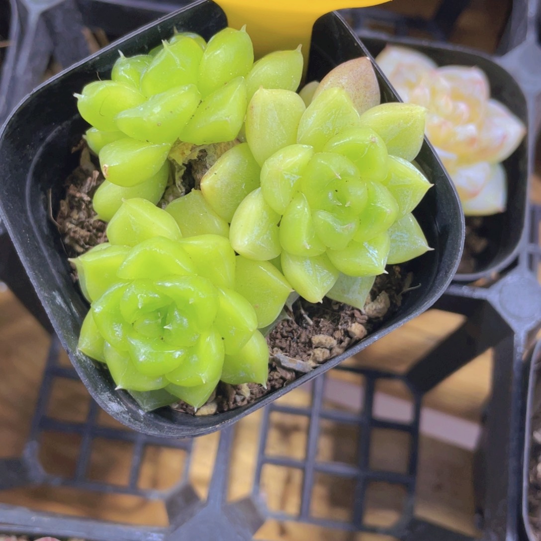 1254号 绿透七喜多头群