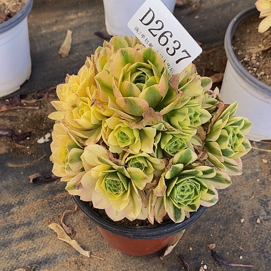 @***惜2637辛尼亚多肉法师