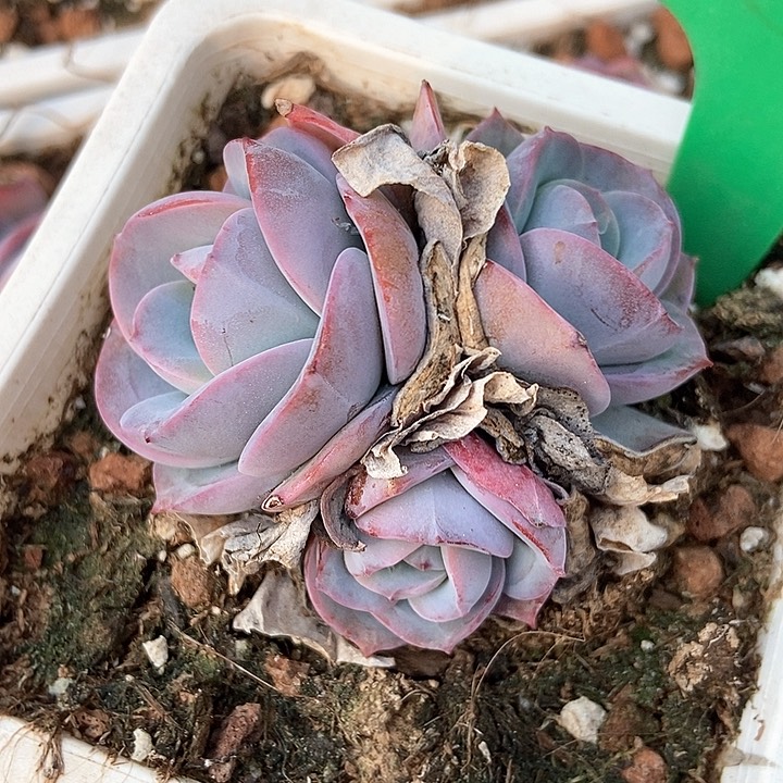 多肉植物布鲁兰100