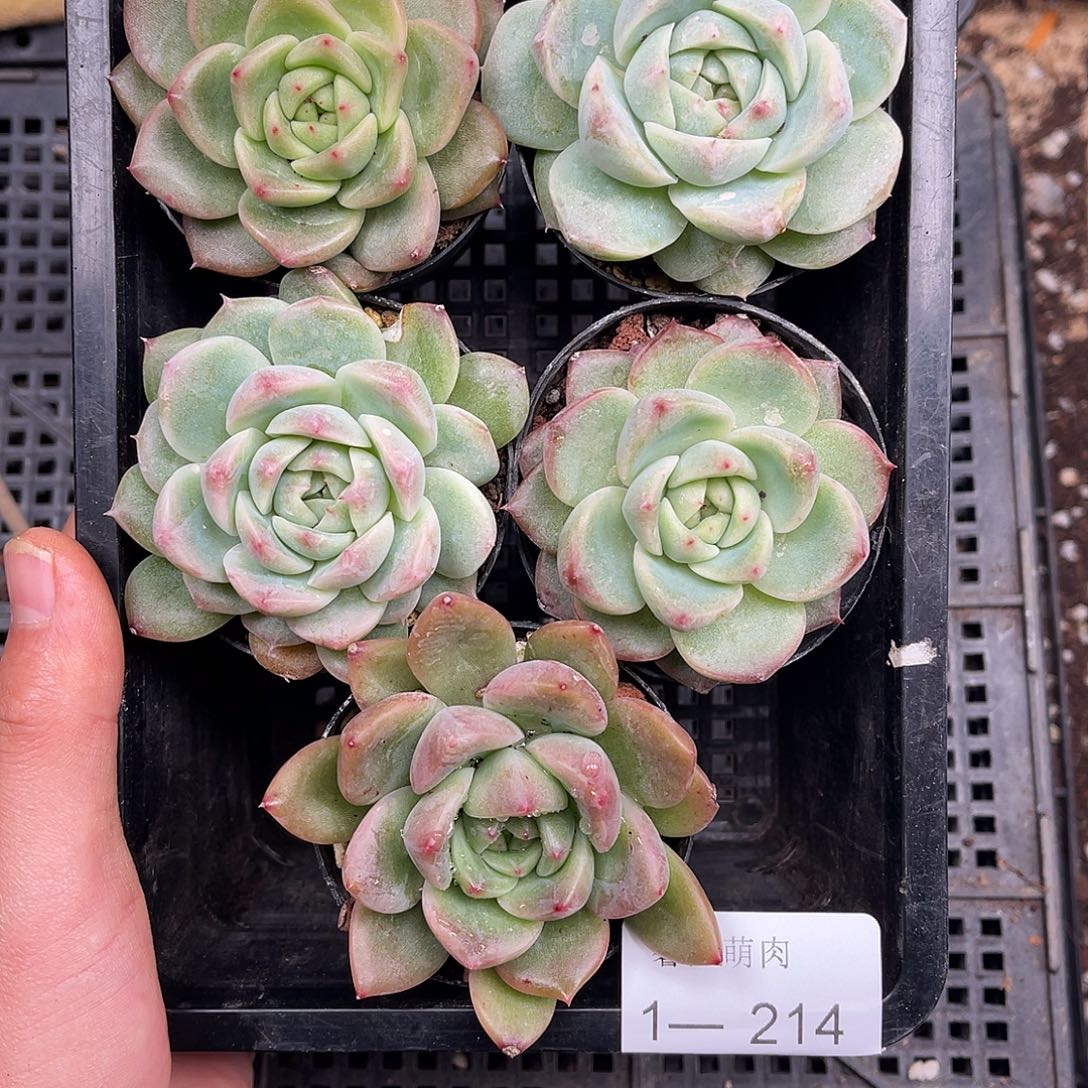 多肉一物一拍1-214