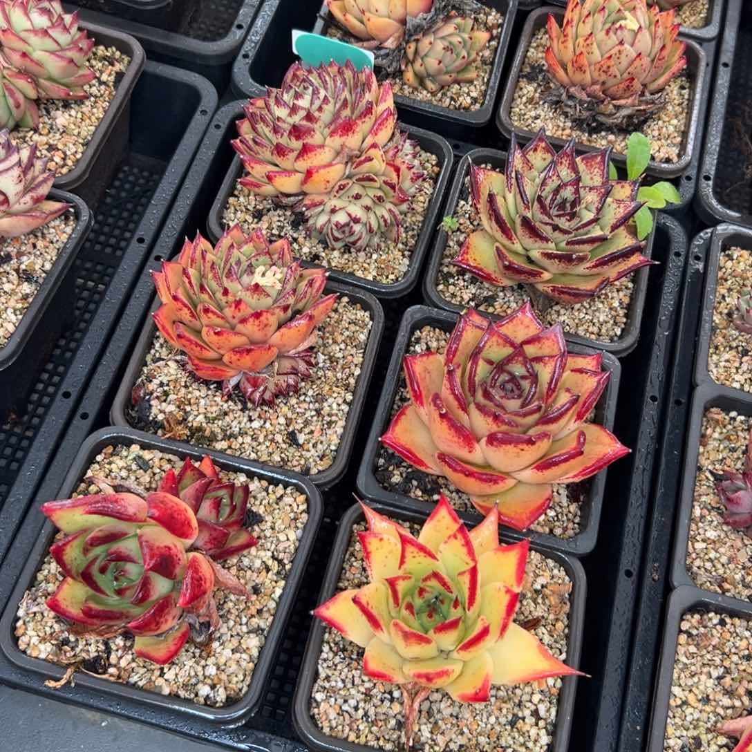 多肉一物一拍0127-288