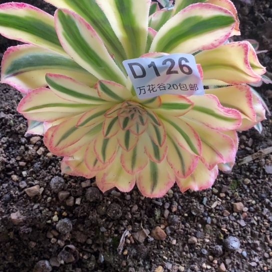 126拉丝锦锦多肉植物
