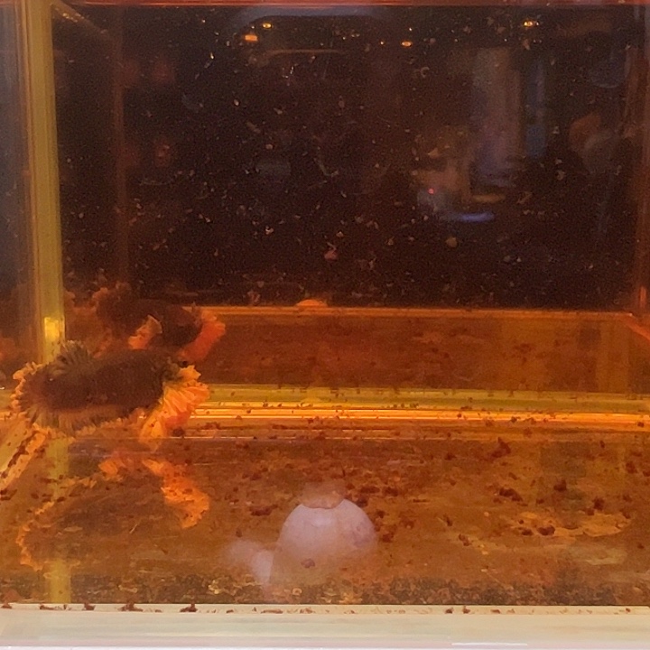 斗鱼跑单拉黑17日母55