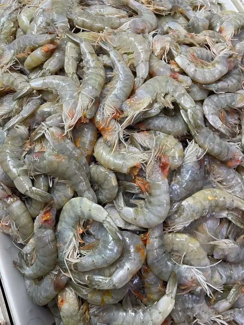 《本地海青虾》炒菜者 剥虾仁 5斤装 天津发货