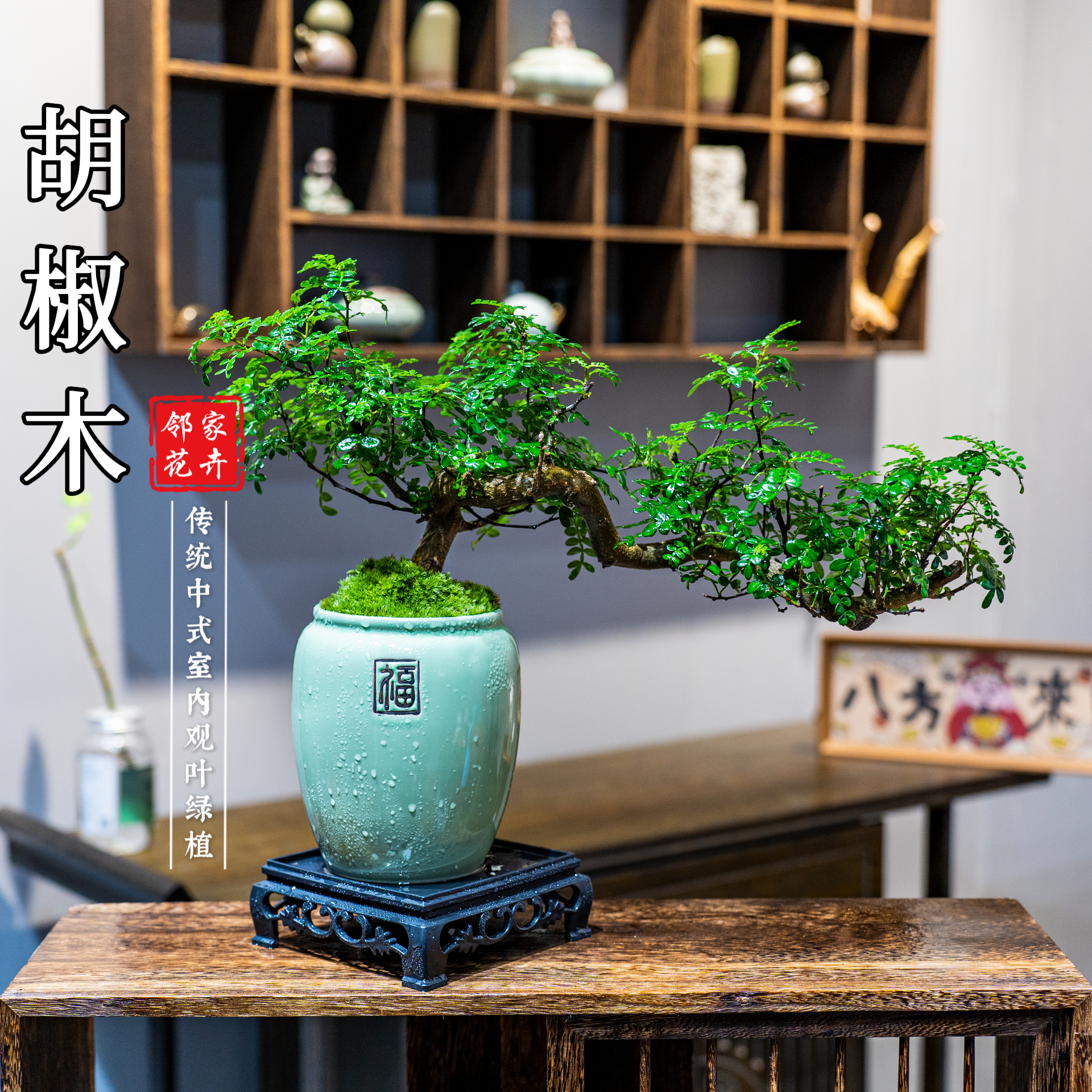 老桩悬崖临水清香胡椒木意境盆景室内好养盆栽绿植茶室客厅阳台