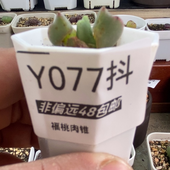 多肉一物一拍077号