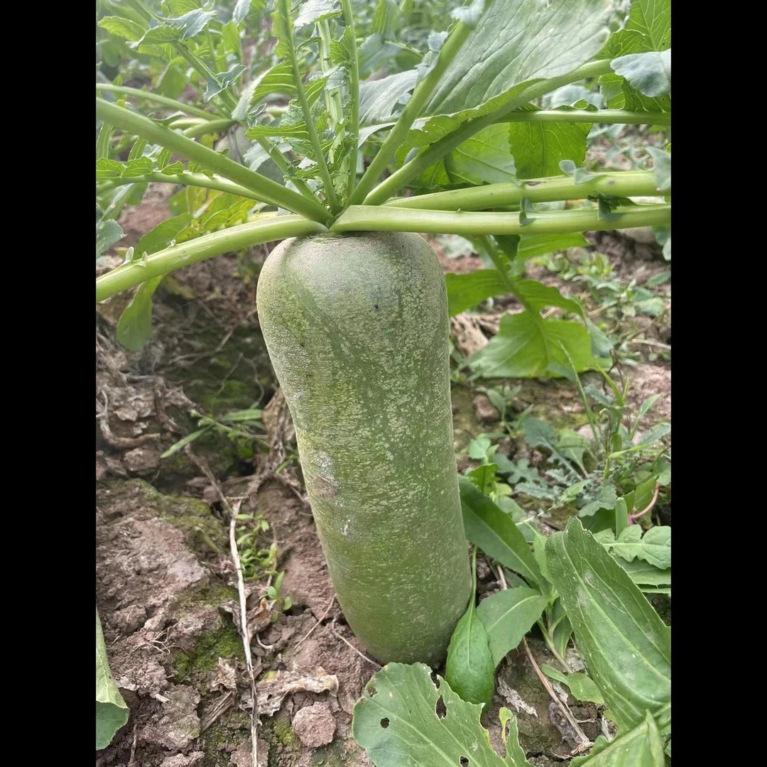【明月果蔬】新鲜天星萝卜