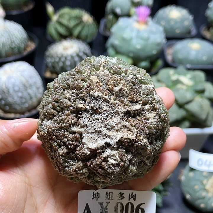 006岩牡丹          
