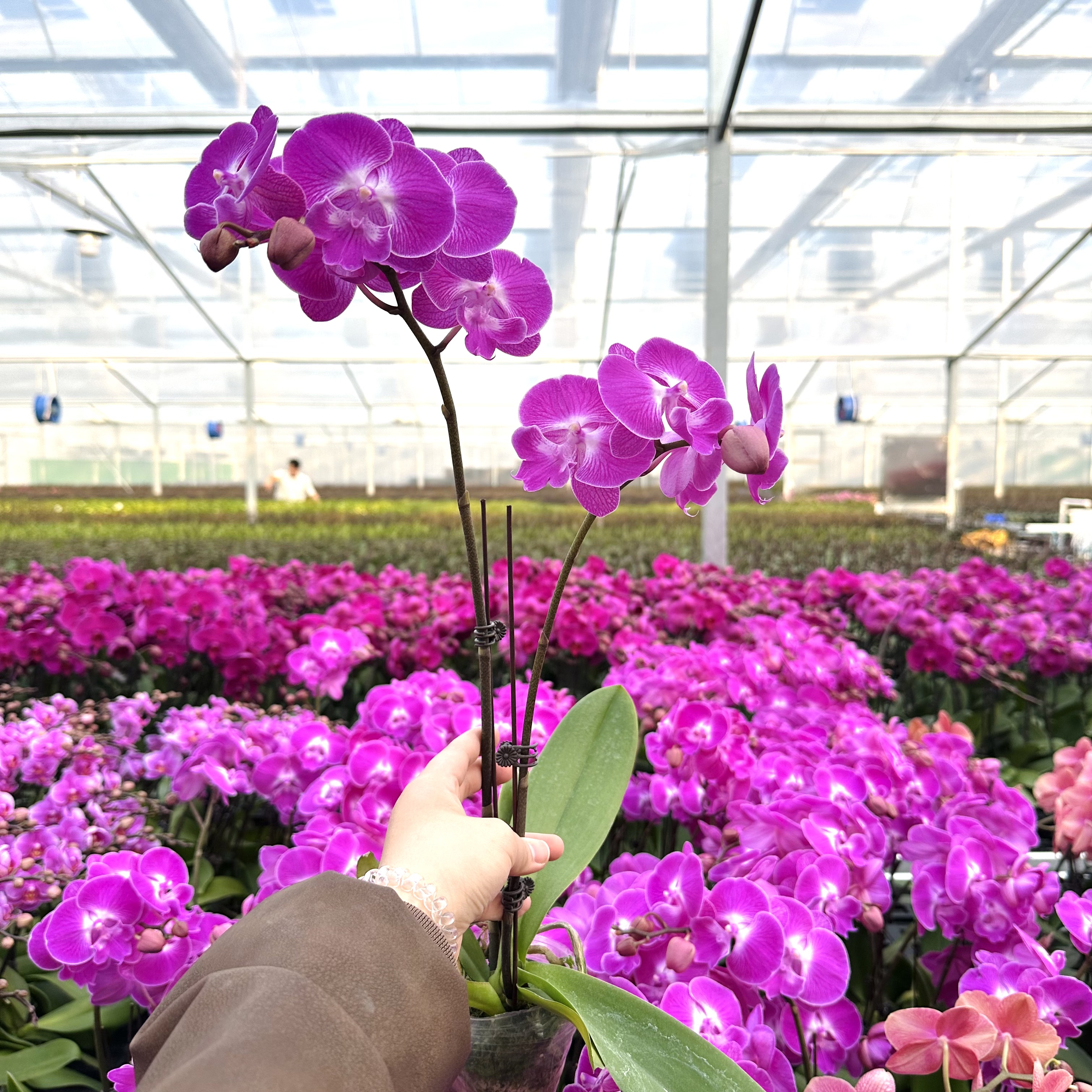 锦顺《紫宁》粉紫色蝴蝶兰中花带花苞花剑室内花卉四季基地直发