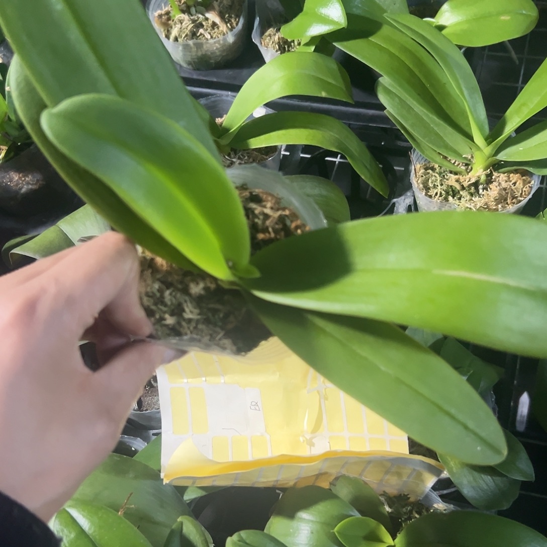 当前无花栽培后可以开花蓝星2.8微瑕