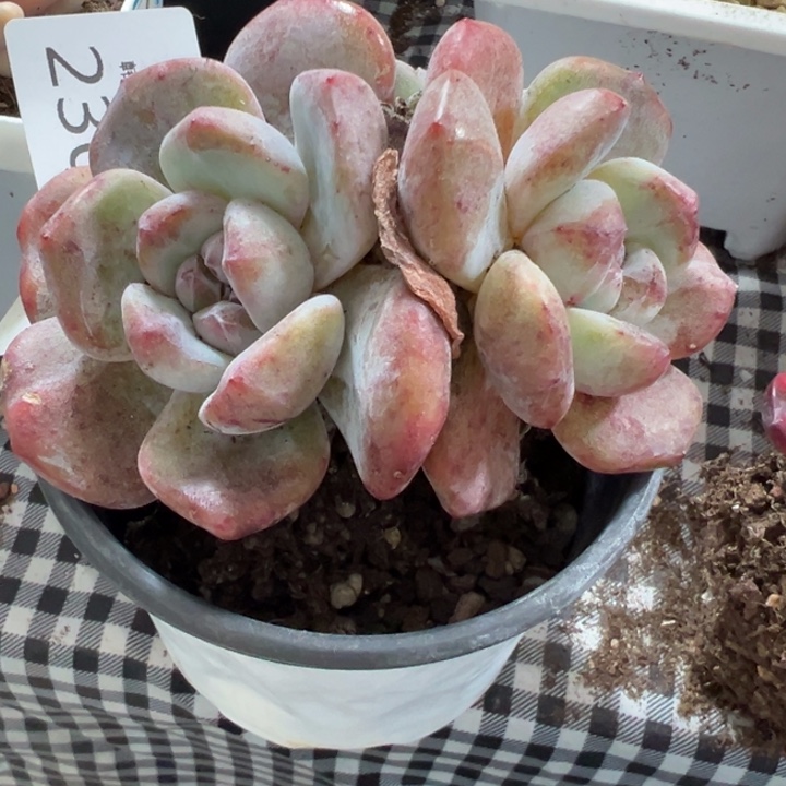 230石化锦多肉植物