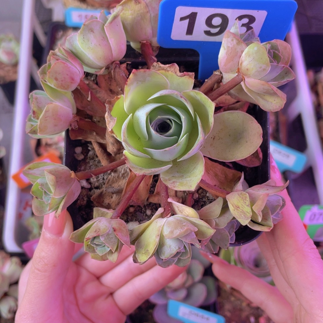 单品一物一拍193号山地玫瑰