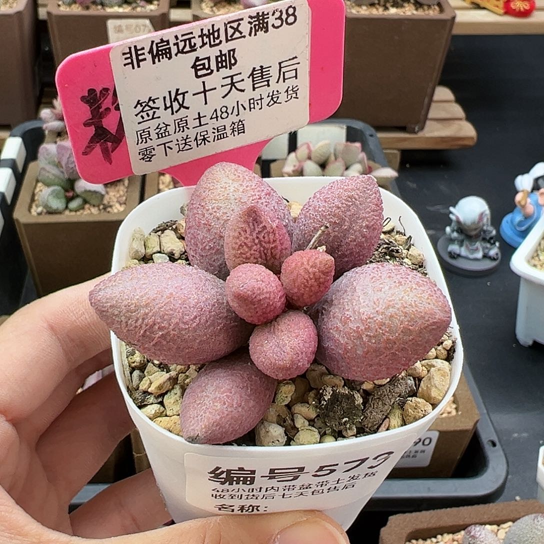 573服部多肉植物