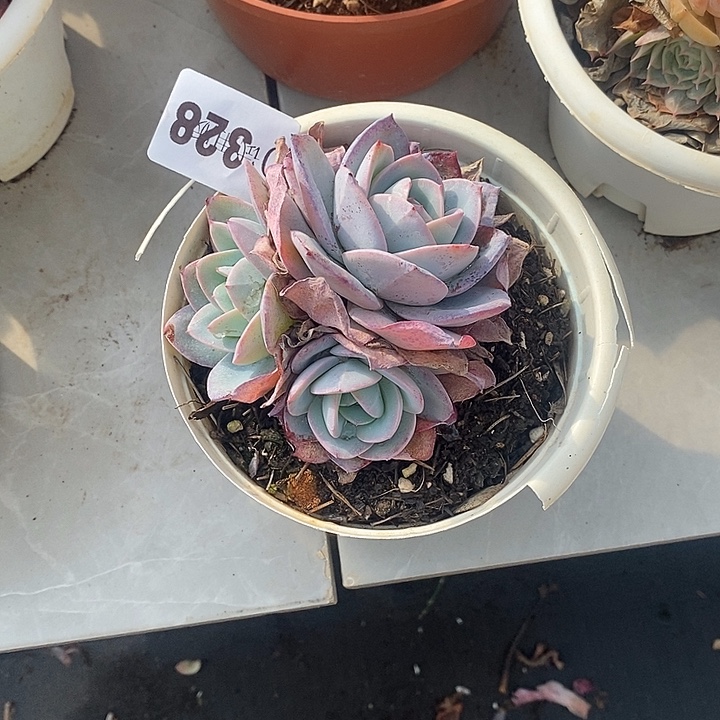 仙***姐328布鲁蓝多肉植物多肉