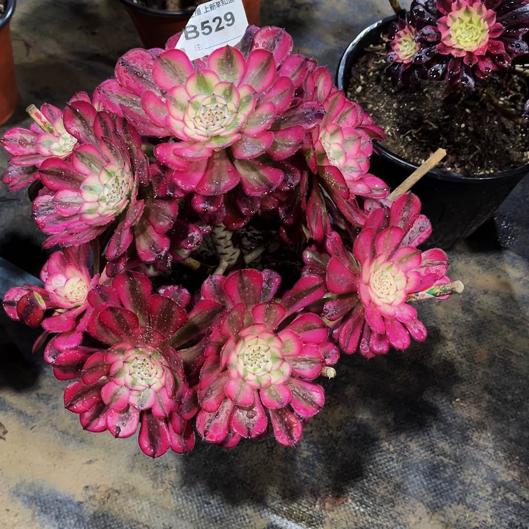 子*多肉529红铜超白锦