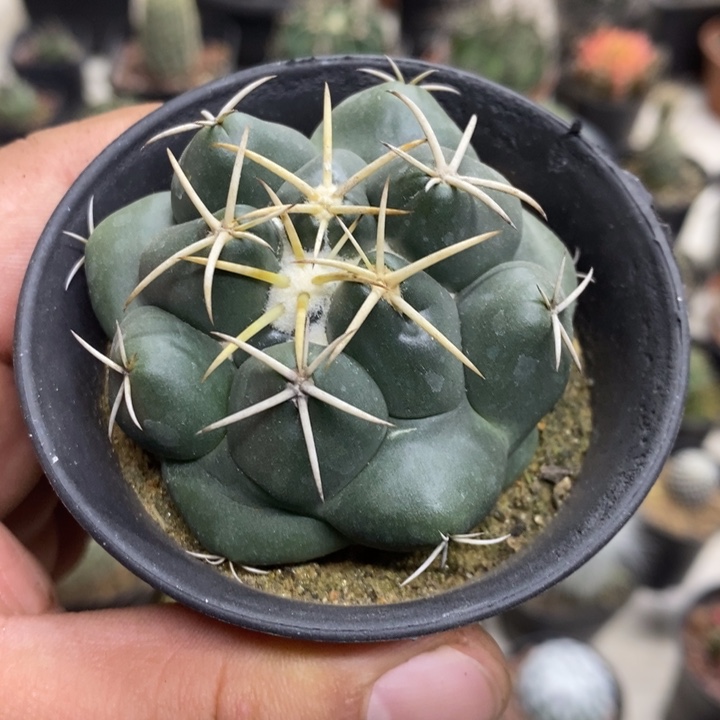 实生安宅象牙特价