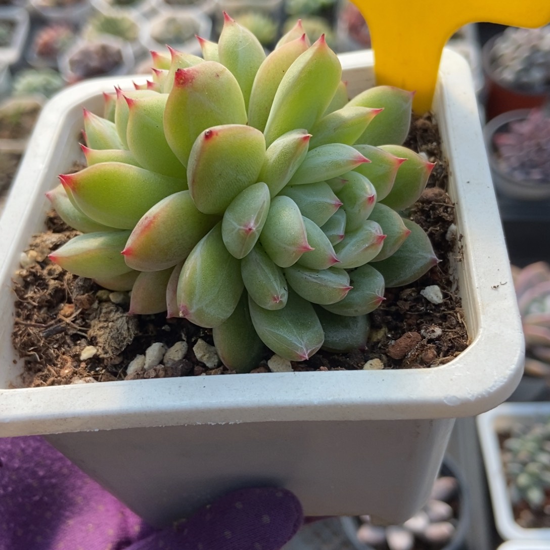 960雪花珍妮多肉zhiwu