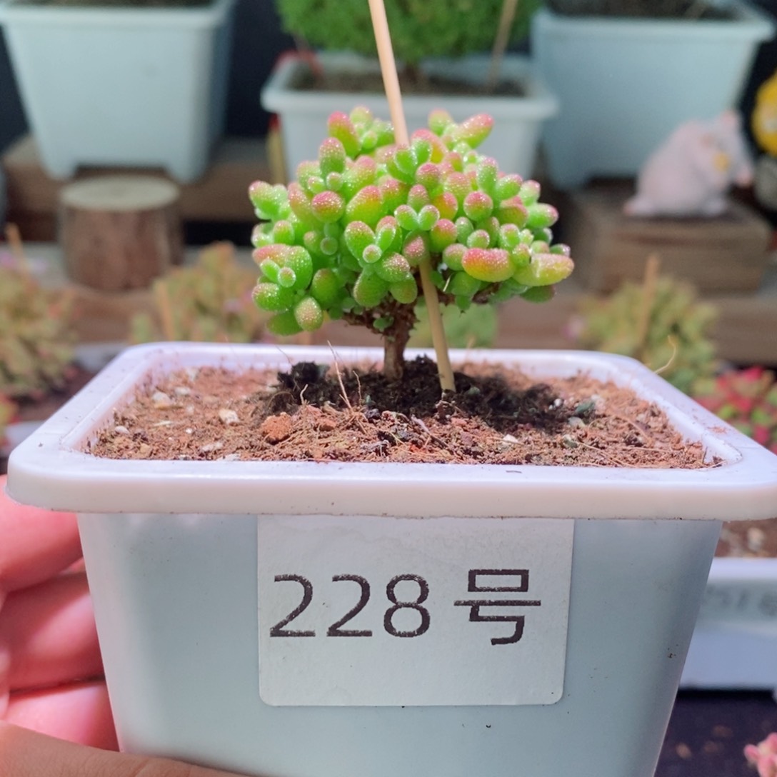 蜜橘带盆土发货一物一拍