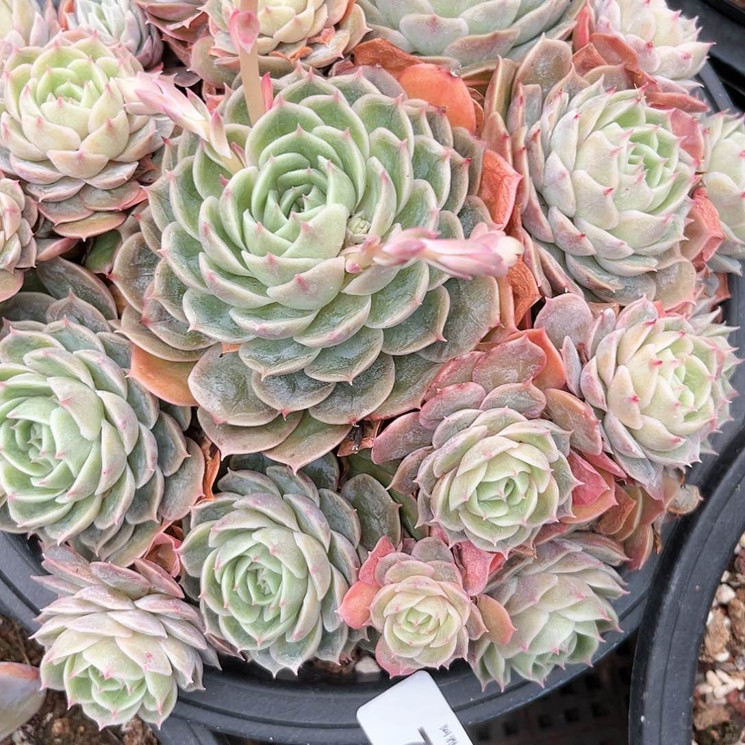 阿雅园艺。       731