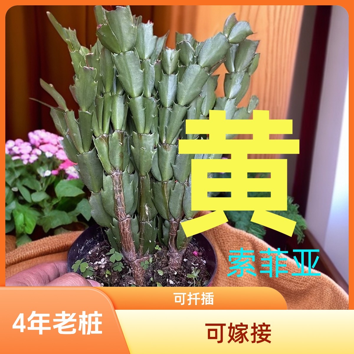 4年桩  黄金  索菲亚蟹   爪兰原盆原土自生根蟹爪兰嫁接扦插盆栽
