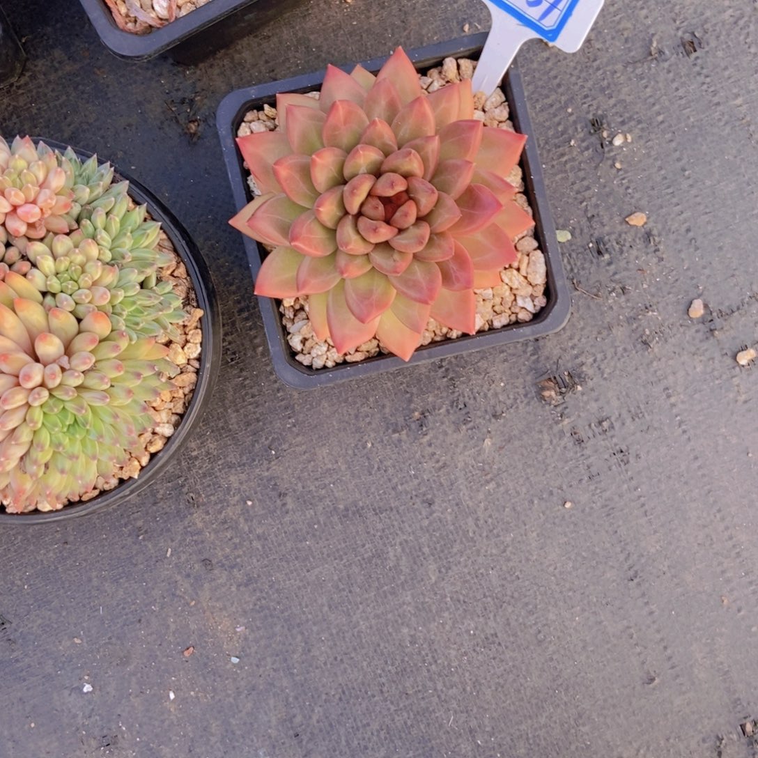 晴***天3037迷雾泡泡单头