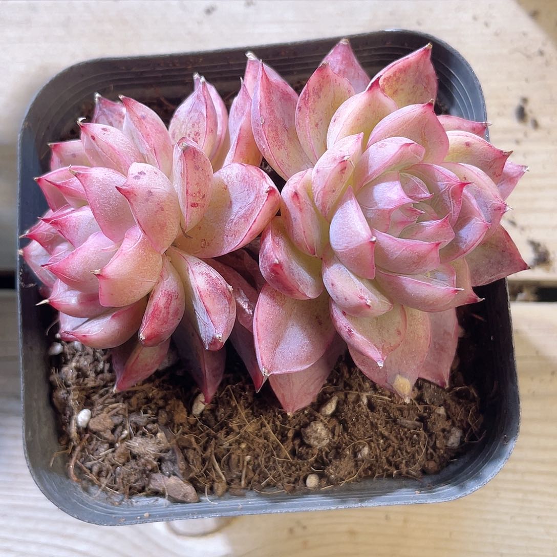 0428  贝利纳 六月六