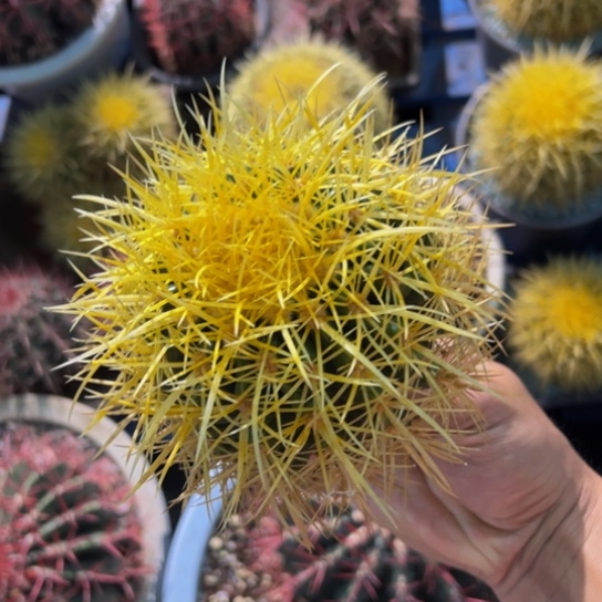 墨西哥精品怒虎88