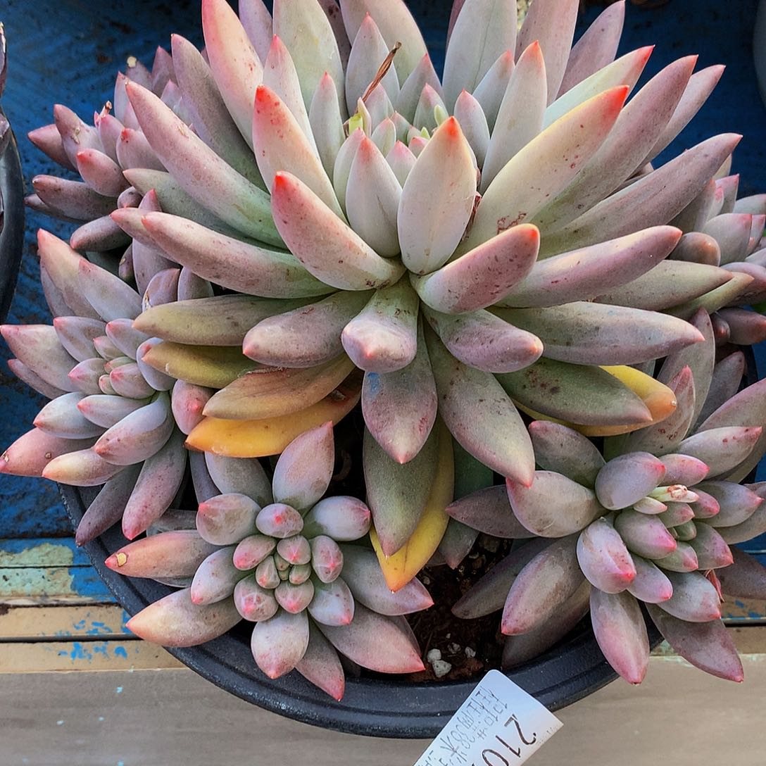 老***哥红蜻蜓21093多肉多肉率