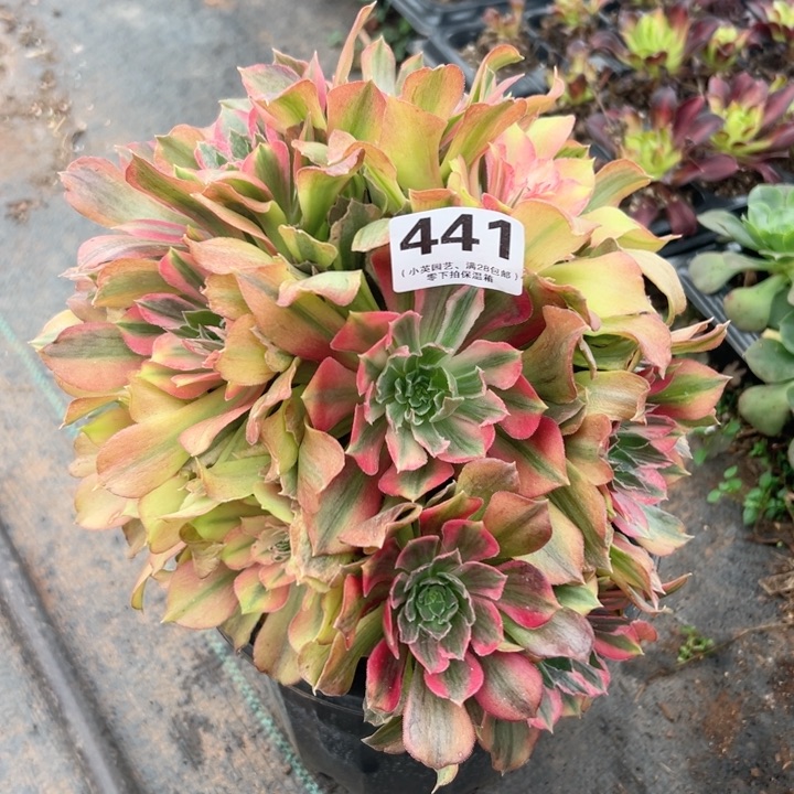 441多肉植物金辉