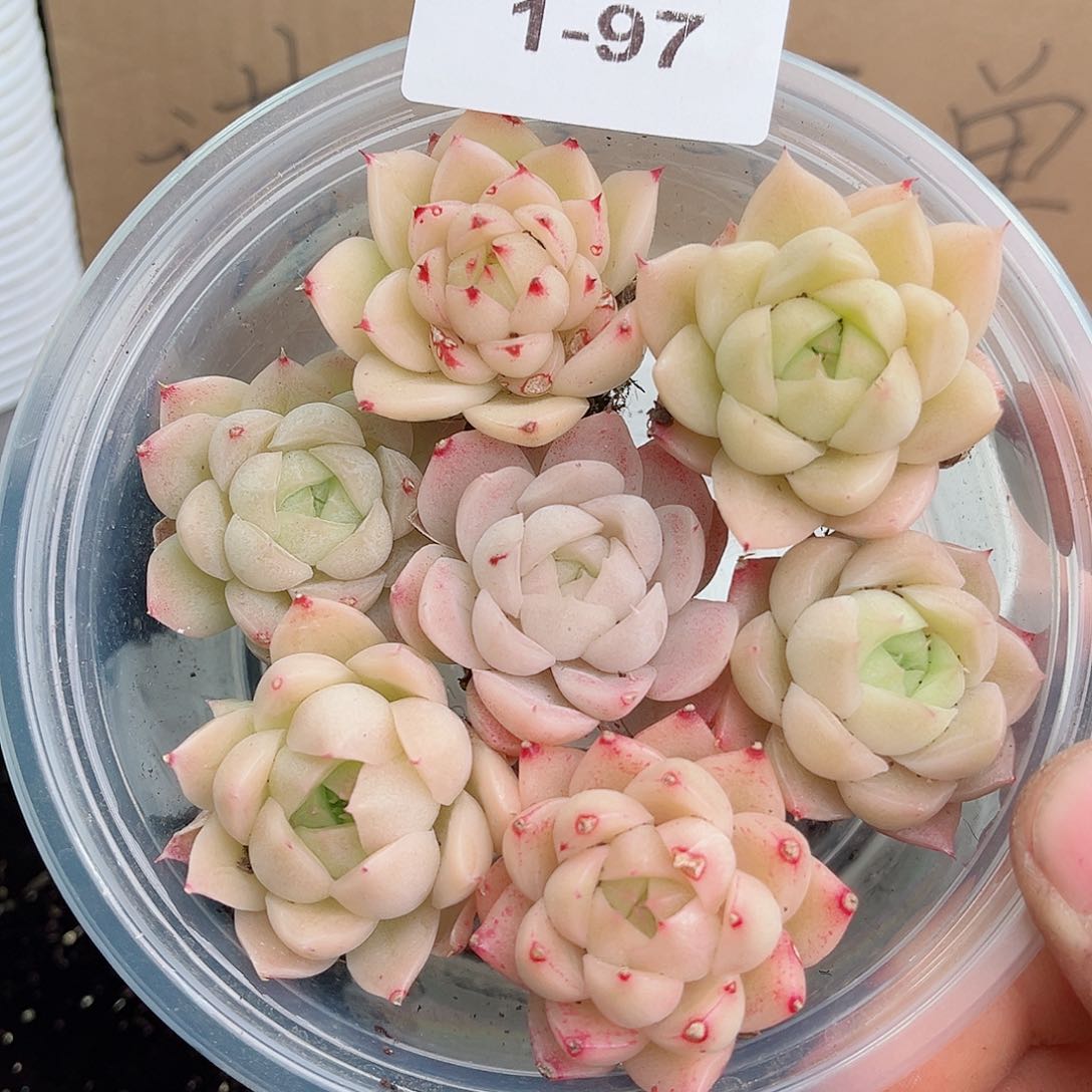 1-97 新疆西藏内蒙不发12.8包邮2-3公分多肉