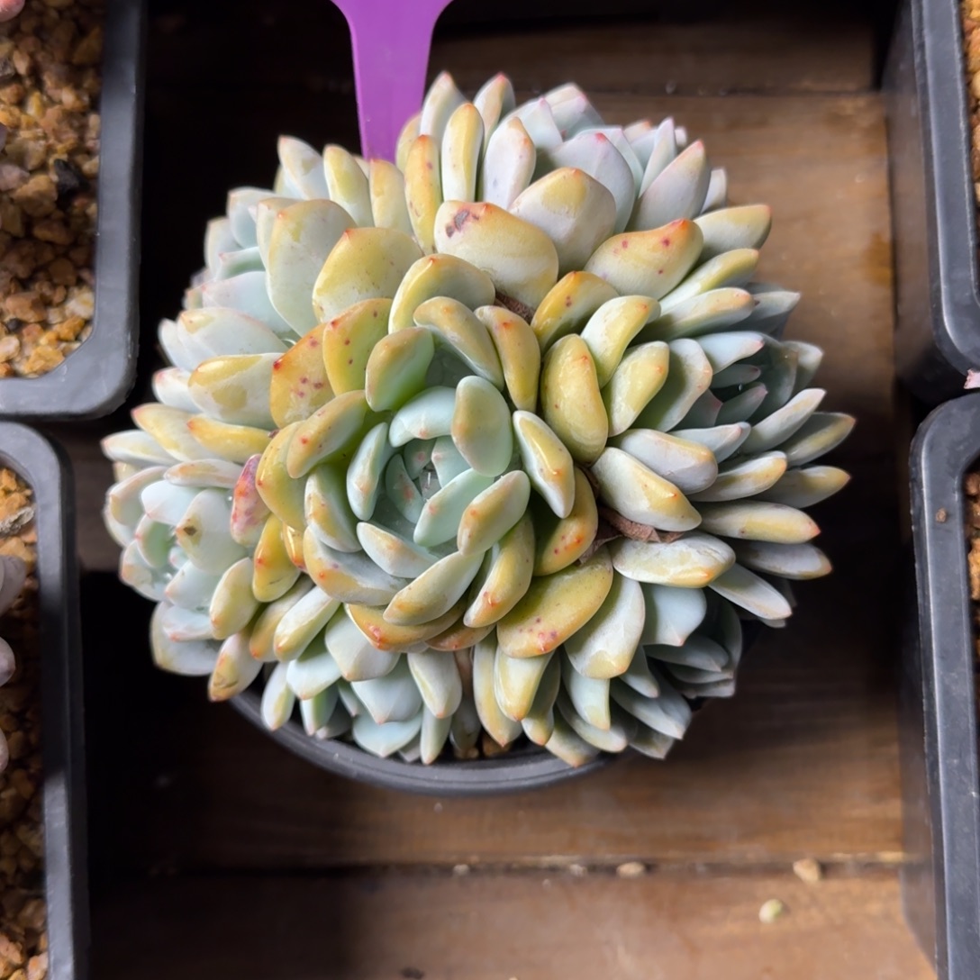 星影老桩群生手捧11111111111