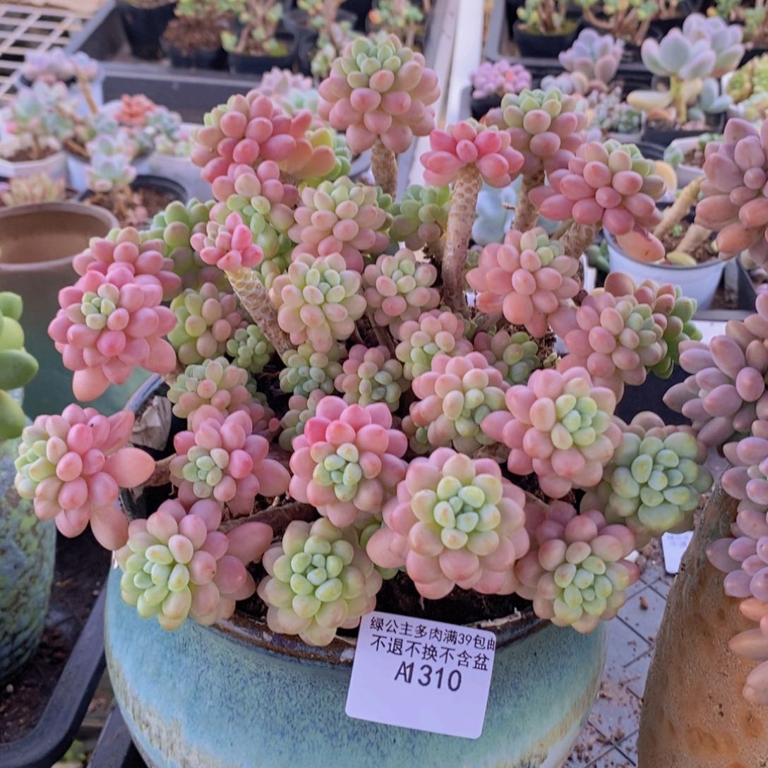 鱼子酱老桩20cm310多肉植物