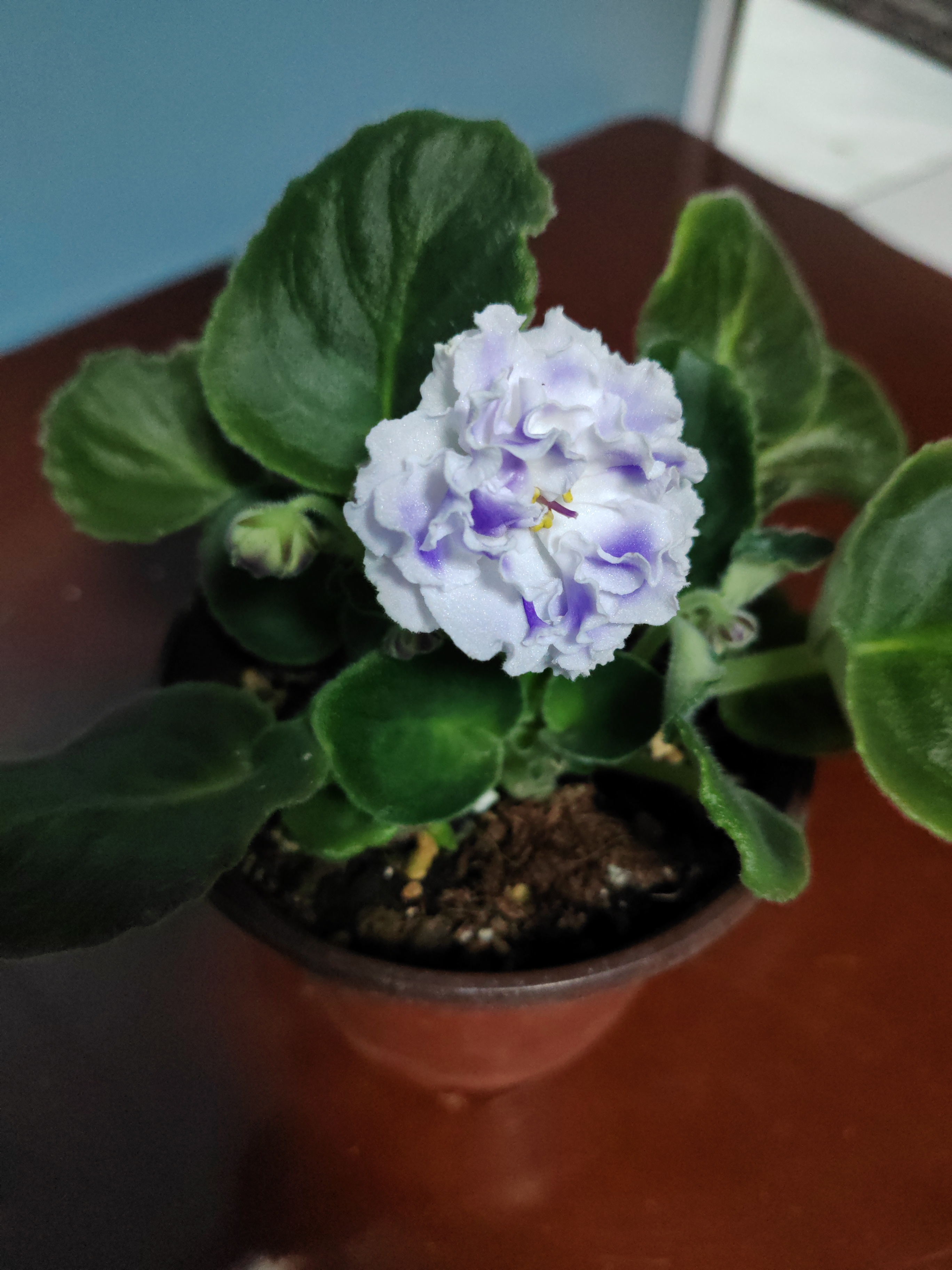 紫罗兰一盆包邮到家