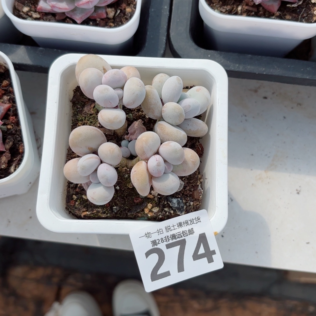 奶酪老桩多肉多肉