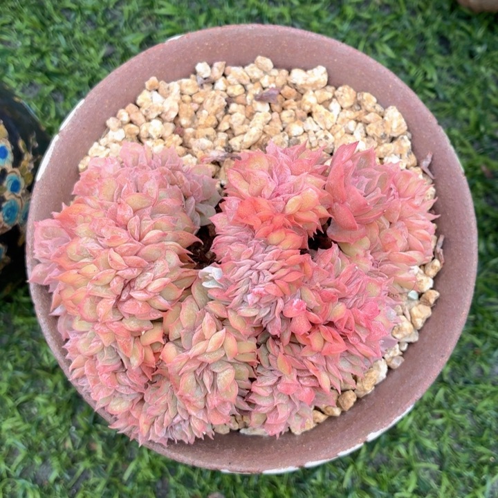 多肉植物 昂斯诺缀-4