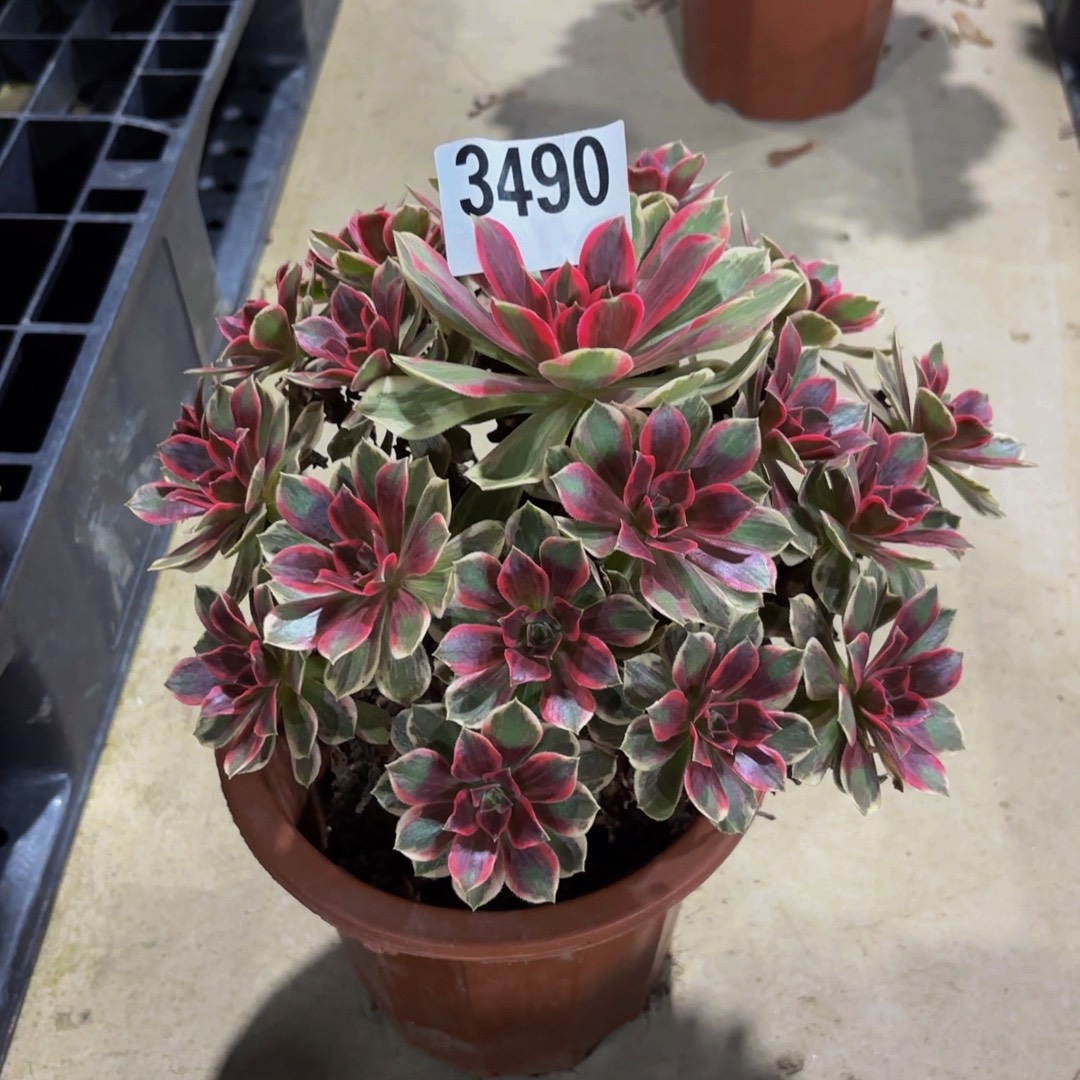 无花朵3490焕莎111111