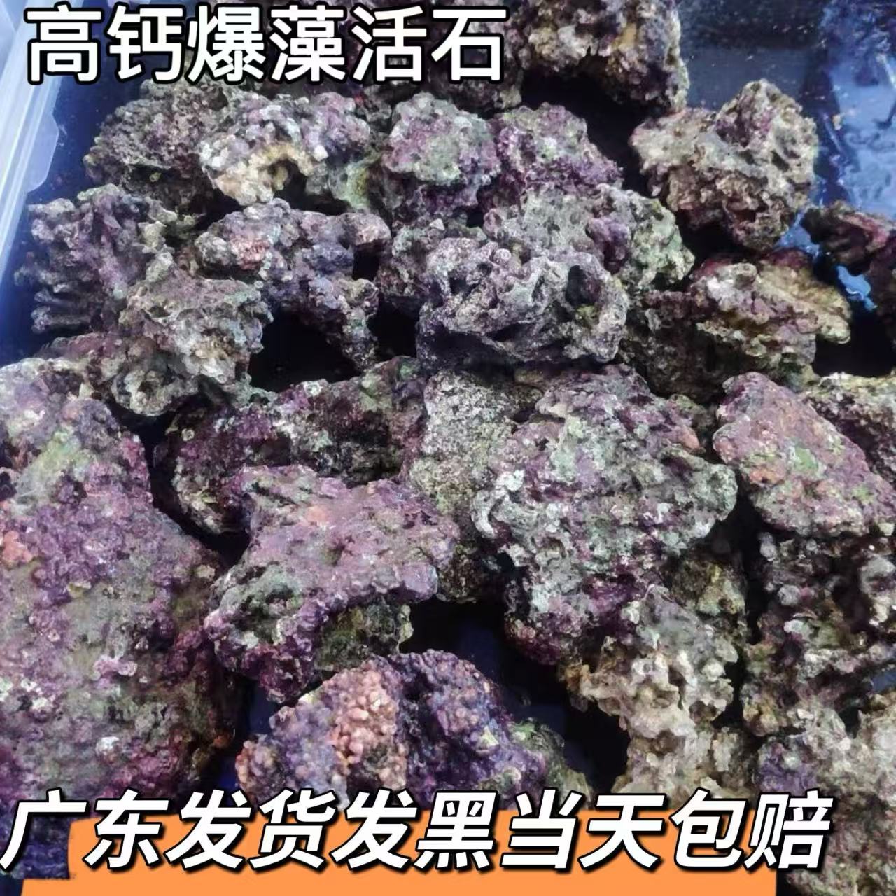 海缸高钙引菌活石头深海新鲜免爆藻快速开缸块状片状过滤滤材造景