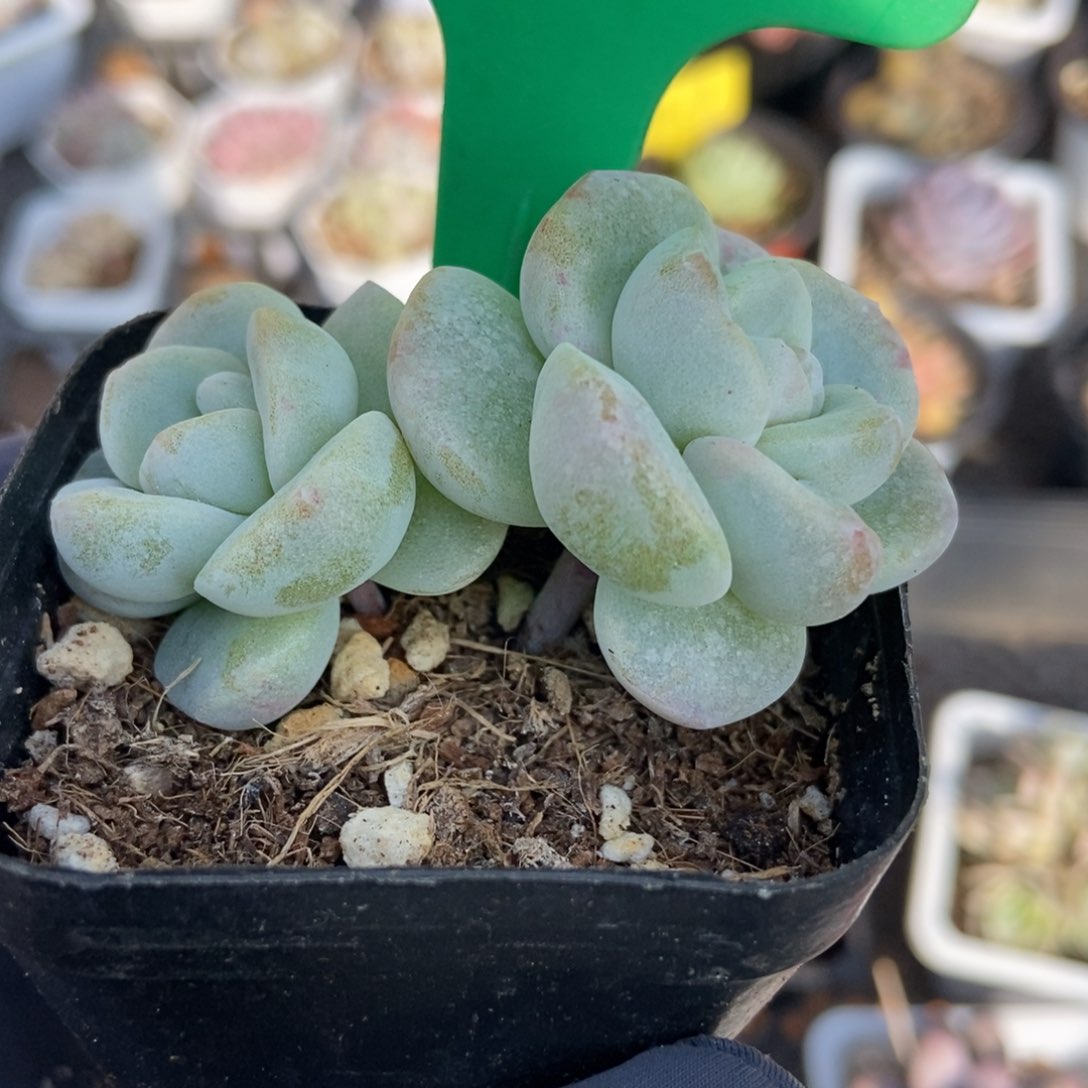 884冰玉石化多肉植物保护