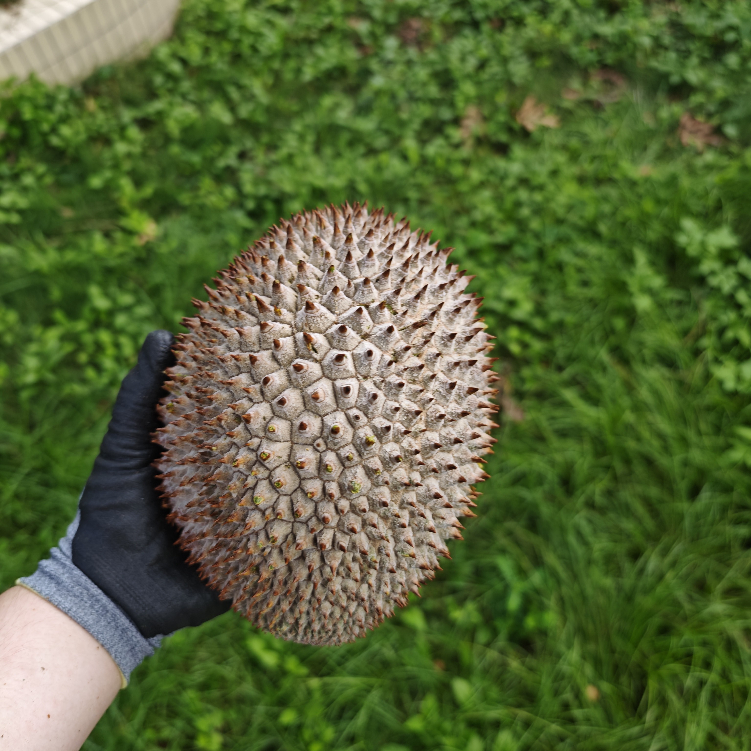 【直播间一物一拍】正宗马来西亚榴莲 液氮锁鲜新果 顺丰包邮