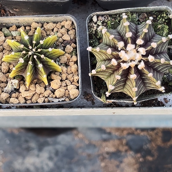 n***我花友肋骨专拍两颗