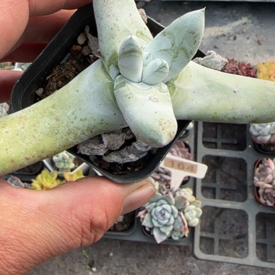 32拇指多肉植物多